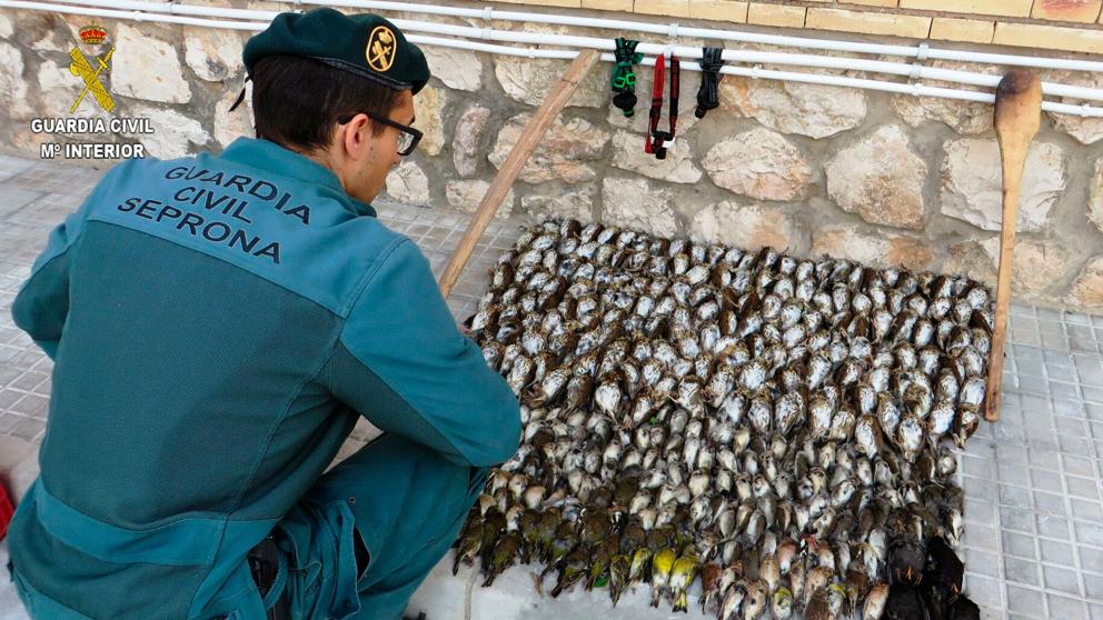 Tres investigados por cazar más de 300 aves con métodos ilegales en Alcanar